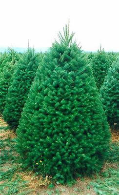 Wholesale Douglas Fir Christmas Trees